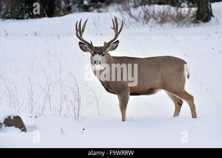 Un mulo cervo buck Odocoileus hemionus; in piedi nella neve fresca nelle zone rurali di Alberta in Canada. Foto Stock