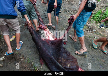 Gli uomini trascinando la pelle di bufalo morto durante il funerale della macellazione in Tana Toraja Foto Stock