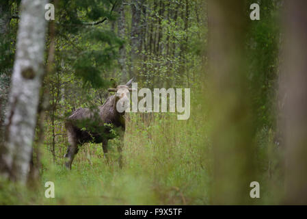 Una bull moose (Alces alce) sorge in un lussureggiante foresta in Estonia. Foto Stock