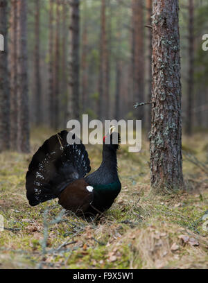 Western gallo cedrone (Tetrao urogallus) uccello maschio Foto Stock