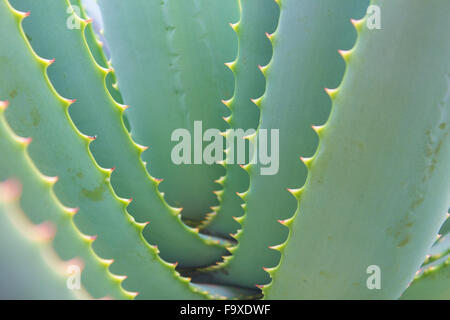 Aloe cactus closeup - Aloe vera pianta / dettagli Foto Stock