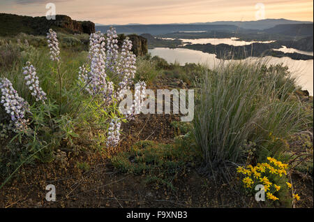 Fioritura di fiori di campo all'alba sul vertice del nord di Steamboat Rock situato in Steamboat Rock State Park sulle rive del lago di banche. Foto Stock