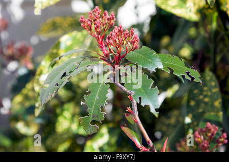 Impianto mangiato da bug Foto Stock