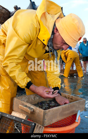 La pesca dei gamberetti - Il mondo della ultima rimanendo a cavallo dei pescatori. Oostduinkerke, Belgio. Foto Stock