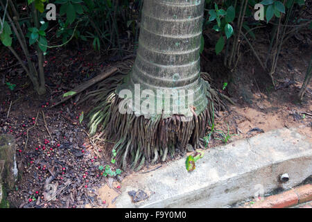 Un albero di palma con radici esposte (fibroso sistema root) in Brasile Foto Stock