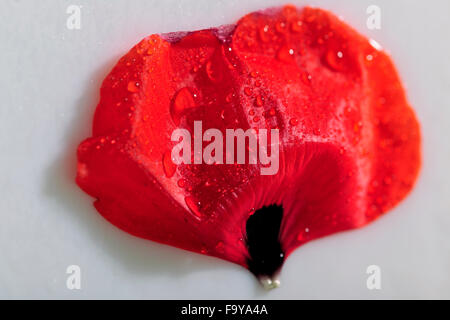 Il papavero, papavero-seme, piuttosto, rosso, rhoeas, fiore, design floreale, Foto Stock