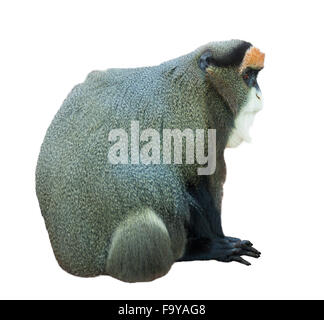 Maggiore bianco-becchi di scimmia (Cercopithecus nictitans). Isolato su bianco Foto Stock