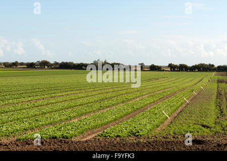 Commerciale del raccolto di lattuga, Bawdsey, Suffolk, Regno Unito. Foto Stock