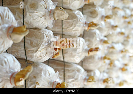 In medicina tradizionale cinese lingzhi fungo Ganoderma lucidum in sacchetto di vivaio Foto Stock
