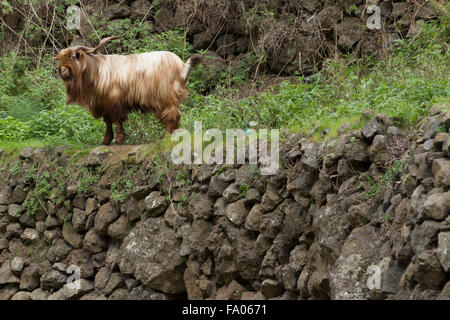 Una fotografia di un lungo pelo di capra con un sacco di carattere a La Gomera, isole Canarie, Spagna. È forse una capra pirenaica. Foto Stock
