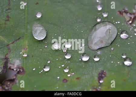 Gocce d'acqua sulla foglia di loto Foto Stock