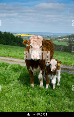 Hereford bestiame bovino e vitello Herefordshire; Regno Unito Foto Stock