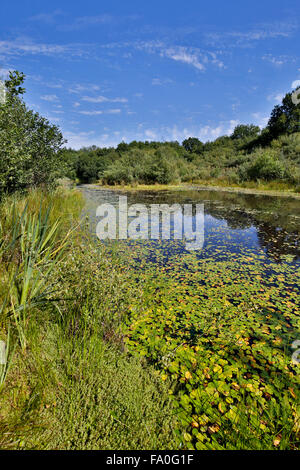 Poco Bradley stagni; Devon Wildlife Trust Riserva; Devon, Regno Unito Foto Stock