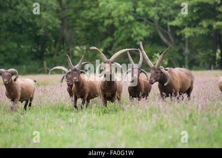 Manx Loaghtan Ram; gregge nel campo dell' Isola di Man; Regno Unito Foto Stock