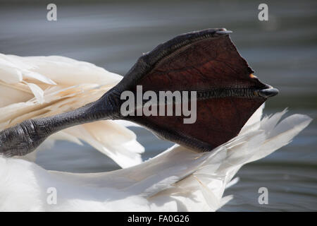 Cigno; Cygnus olor; Particolare del piede Cornwall, Regno Unito Foto Stock