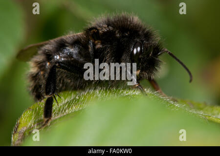 Campo cuculo bee (Bombus campestris). Un tutto nero a forma di nido di questo parassita bumblebee a riposo su una foglia Foto Stock