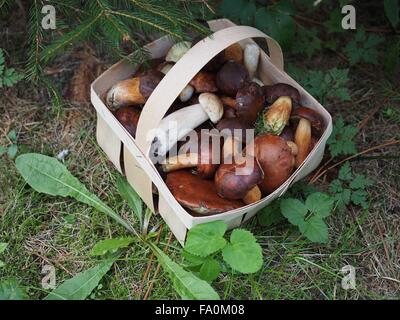 Boletus nel cestello di chip su sfondo del suolo Foto Stock