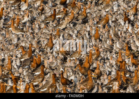 Nero tailed godwits (Limosa limosa) e il nodo (Calidris canutus) a roost; Snettisham Norfolk England Regno Unito Foto Stock