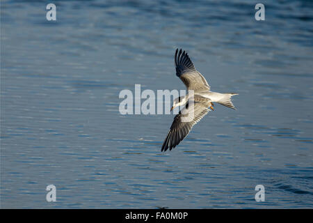 Tern comune (Sterna hirundo) volare sull'acqua; Norfolk England Regno Unito Foto Stock