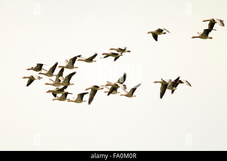 Graylag oche (Anser anser) in volo; Norfolk England Regno Unito Foto Stock