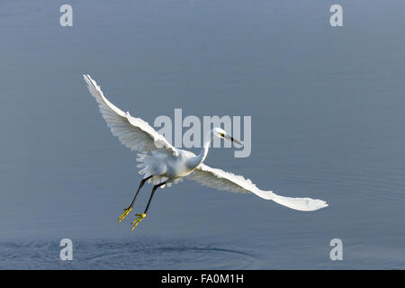 Garzetta {Egretta garzetta), tenendo fuori da un lago; Norfolk England Regno Unito Foto Stock