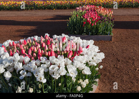 Giardino sfoggiato letti con schermi colorati di delicati e bellissimi tulip fiori nel sole mattutino. Foto Stock