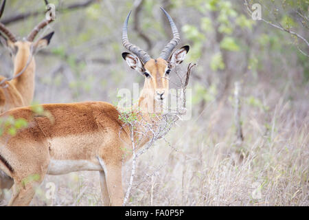 Due maschio Impala in maggiore parco nazionale Kruger Foto Stock