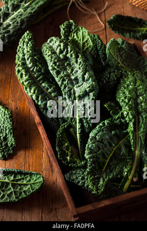 Verde biologico Lacinato Kale pronto a mangiare Foto Stock