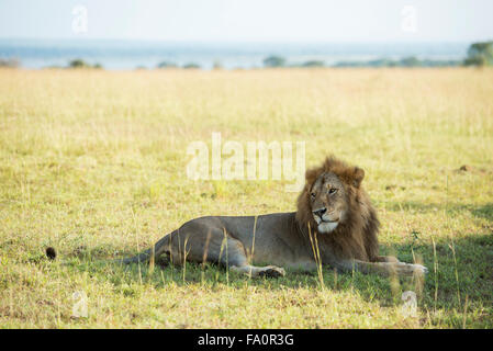 Lion (Panthero leo), Murchison Falls National Park, Uganda Foto Stock