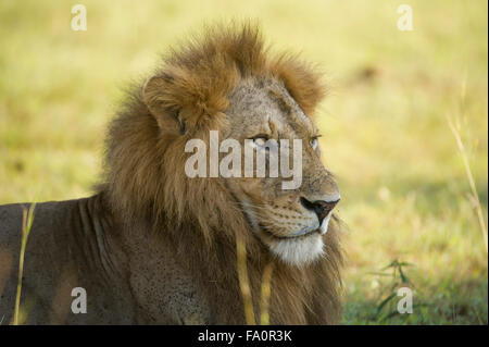 Lion (Panthero leo), Murchison Falls National Park, Uganda Foto Stock