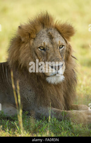 Lion (Panthero leo), Murchison Falls National Park, Uganda Foto Stock