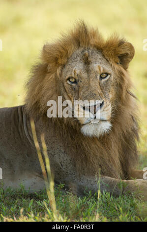 Lion (Panthero leo), Murchison Falls National Park, Uganda Foto Stock