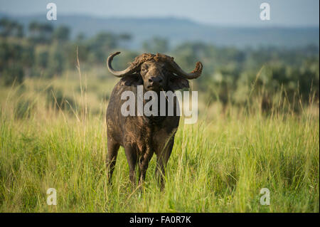 Buffalo (Syncerus caffer caffer), Murchison Falls National Park, Uganda Foto Stock