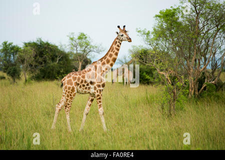 La Rothschild giraffe (Giraffa rothschildi camelopardus), Murchison Falls National Park, Uganda Foto Stock