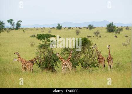 La Rothschild giraffe (Giraffa rothschildi camelopardus), Murchison Falls National Park, Uganda Foto Stock