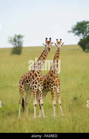 La Rothschild giraffe (Giraffa rothschildi camelopardus), Murchison Falls National Park, Uganda Foto Stock