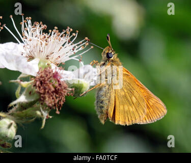 Grande Skipper Ochlodes venata farfalla sulla rovo sbocciare nella campagna inglese Foto Stock