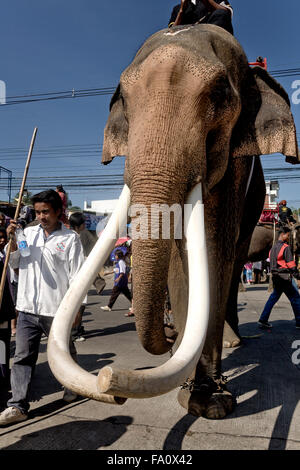 Bull Thai Elephant e di enormi zanne. Thailandia SUDEST ASIATICO Foto Stock