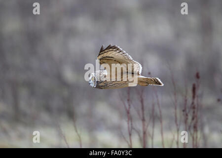 Corto-eared Owl, asio flammeus, Foto Stock