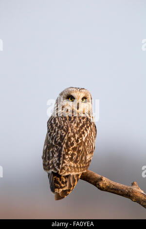 Corto-eared Owl, asio flammeus, Foto Stock