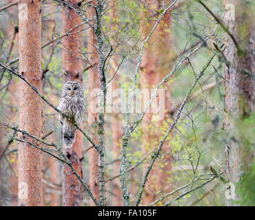 Allocco degli Urali Foto Stock