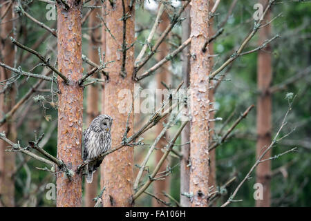 Allocco degli Urali Foto Stock