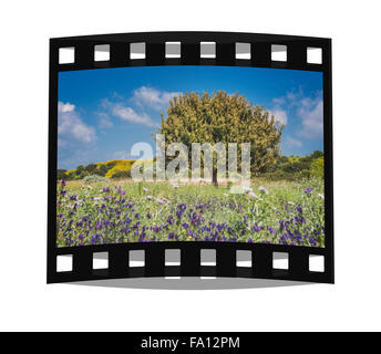 Il leccio (Quercus ilex) è una specie della famiglia di faggio (Fagaceae). Il leccio è nativo per l'area mediterranea. Foto Stock