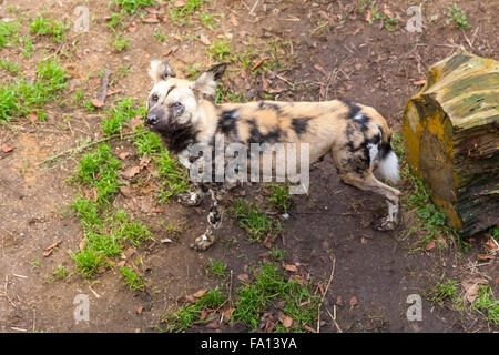 ZSL London Zoo di Londra, 19 dicembre 2015. Una cucciolata di 11 cani da caccia (lycaon pictus) cuccioli, una specie classificate come minacciate di estinzione nel selvaggio e la prima cucciolata di essere nato a ZSL in quasi 80 anni, la rende una delle sue prime uscite nel recinto con la mamma Branca e papà Kruger. La lettiera è stata nascosta nel cane da caccia tane dalla madre per circa dieci settimane dalla loro nascita nel mese di ottobre. Credito: Imageplotter/Alamy Live News Foto Stock