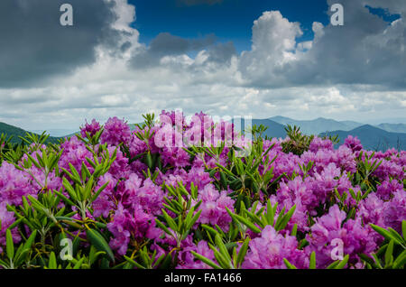 Viola fioritura di rododendro su Jane calvo in giugno Foto Stock