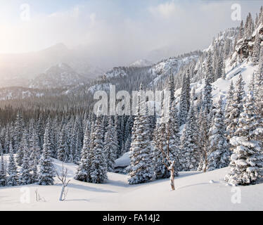 La mattina presto nevicata fresca nelle Montagne Rocciose. Foto Stock