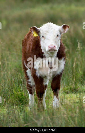 I giovani vitelli Hereford nelle aree montane pascolo, Wensleydale, North Yorkshire, Regno Unito. Foto Stock