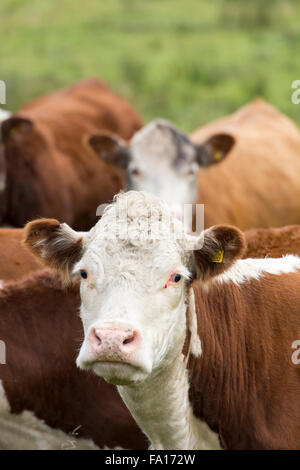 Hereford carni bovine vacche bovini sui pascoli di montagna, Wensleydale, North Yorkshire. Foto Stock