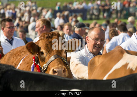 Mostra di bovini da carne in Westmorland County mostrano vicino Kendale, Cumbria, Regno Unito Foto Stock