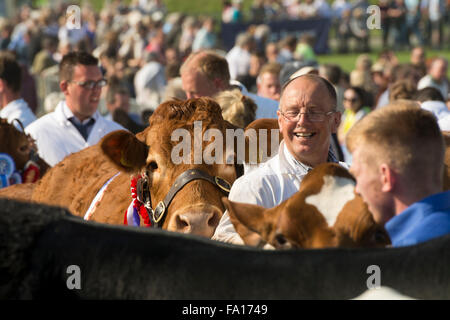 Mostra di bovini da carne in Westmorland County mostrano vicino Kendale, Cumbria, Regno Unito Foto Stock